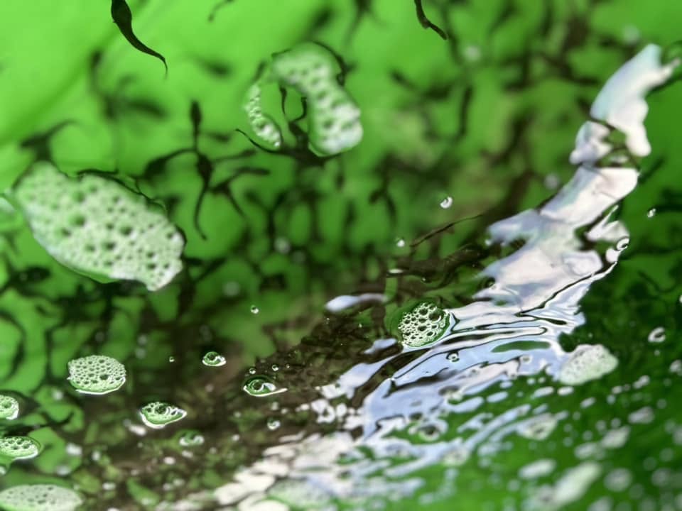 La ferme Aquafarm à Mfou